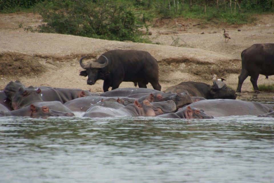 A herd of hippos