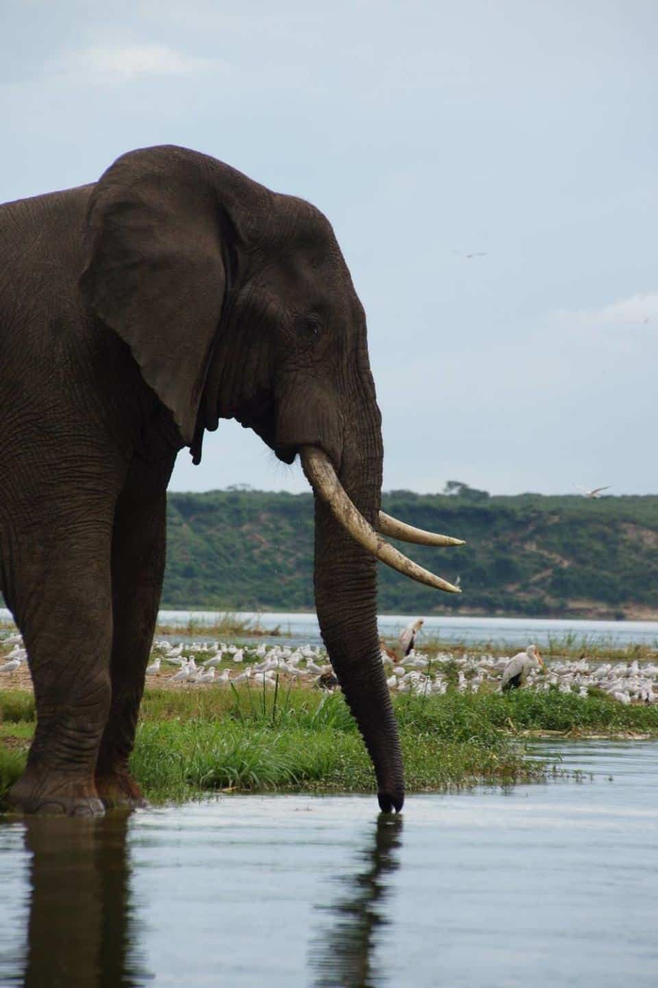 An elephant at the Kazinga Channel