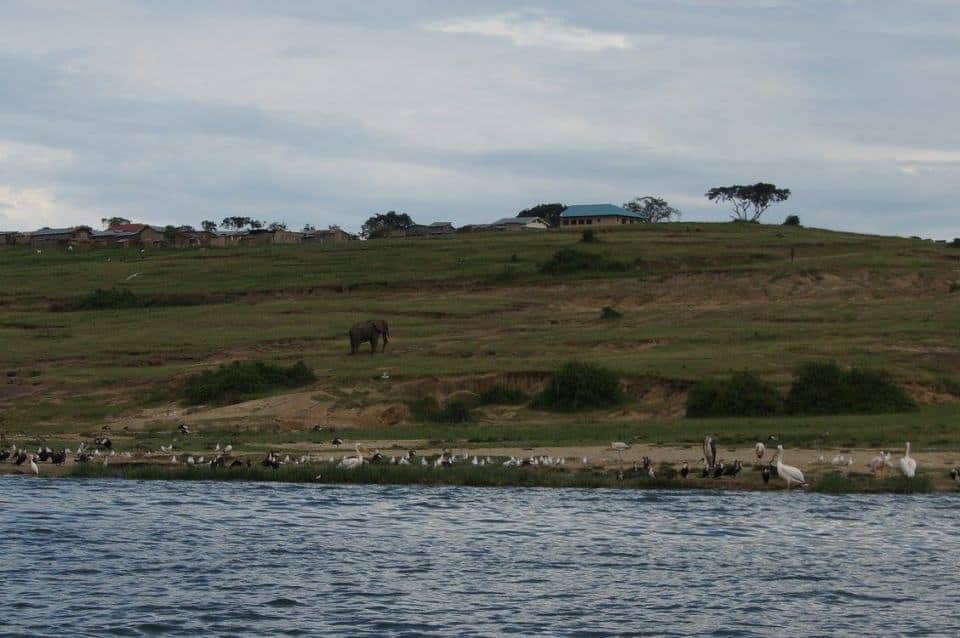 Man and beast coexisting at the Kazinga channel
