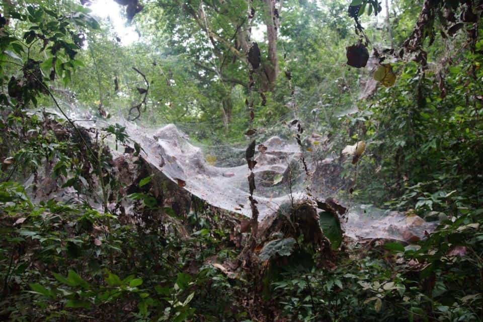 40ft Spiders Web!