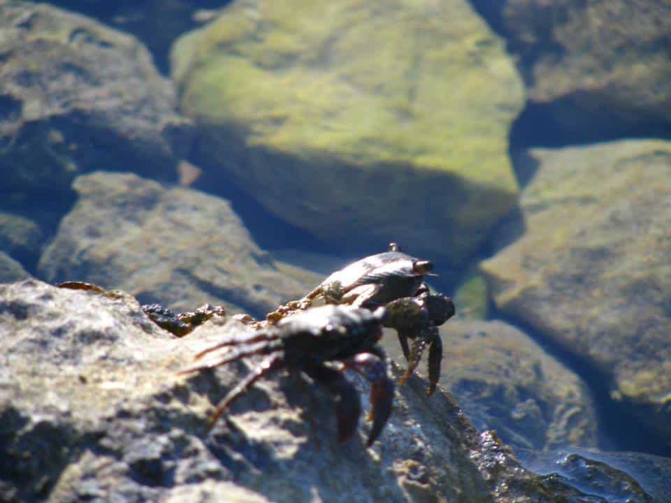 Crabbing in the Rock Pools, Purple Island