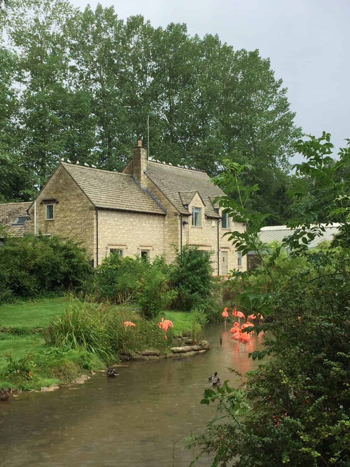 What to do in Bourton on the Water and birdland with kids Wandermust
