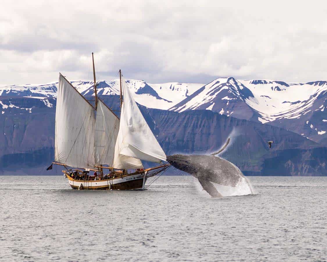 Whale Watching in Iceland with kids