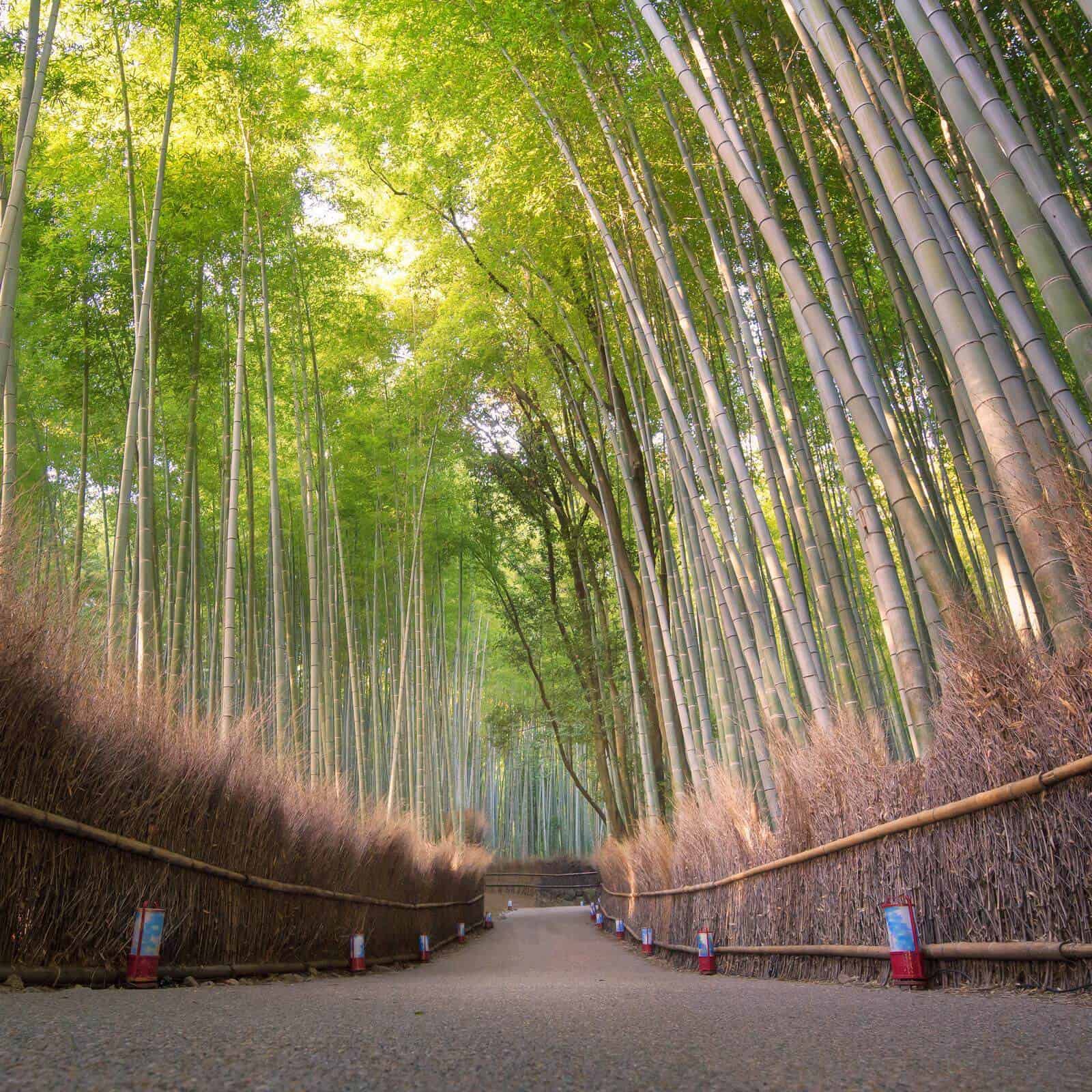 Arashiyama Bamboo Grove should be top of your Japan Bucket List