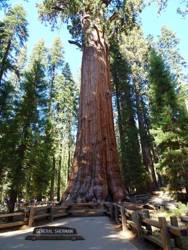 See General Sherman at Sequoia National Park