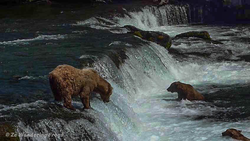 Bears at Katmai National Park
