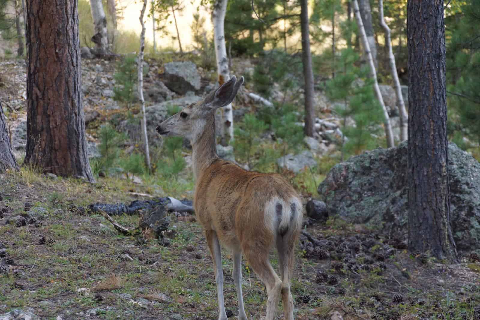 Deer on the Custer State park Wildlife Loop Road