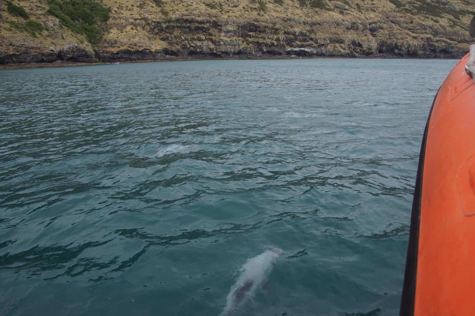 Seeing the world's smallest dolphins in Akaroa New Zealand