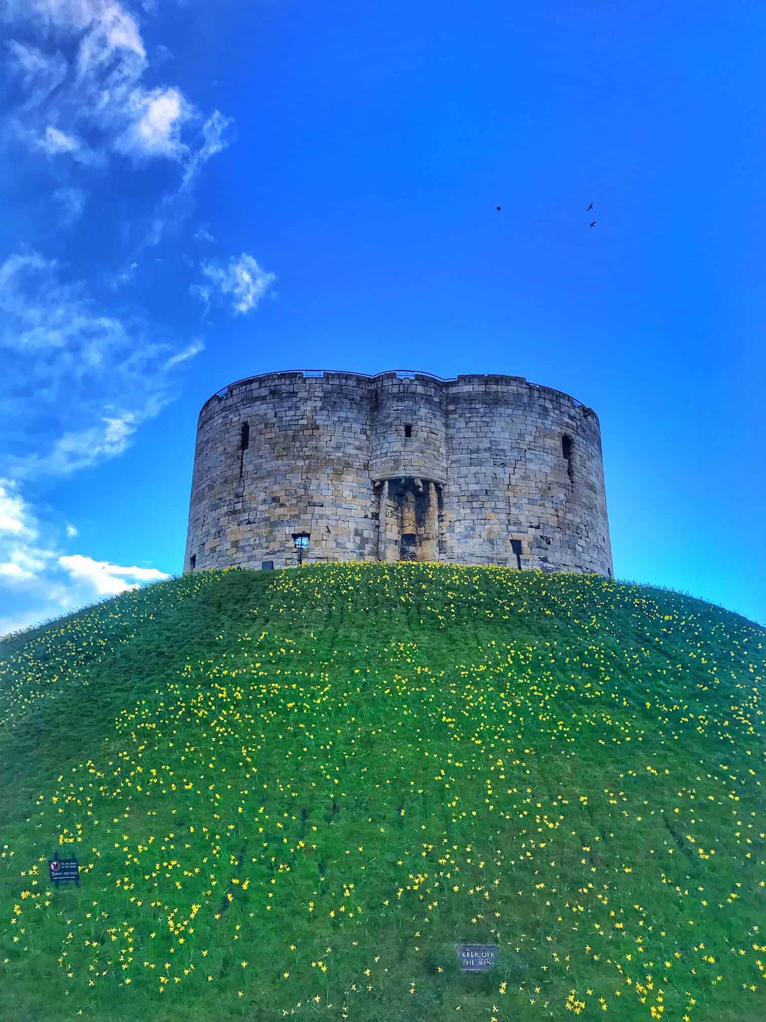 View looking up towards cliffords tower in York with daffodils on the hillside