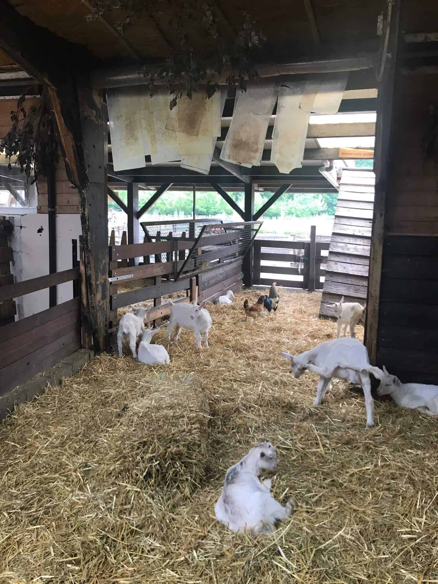 Goat Farm - one of the best free things to do in Amsterdam with kids