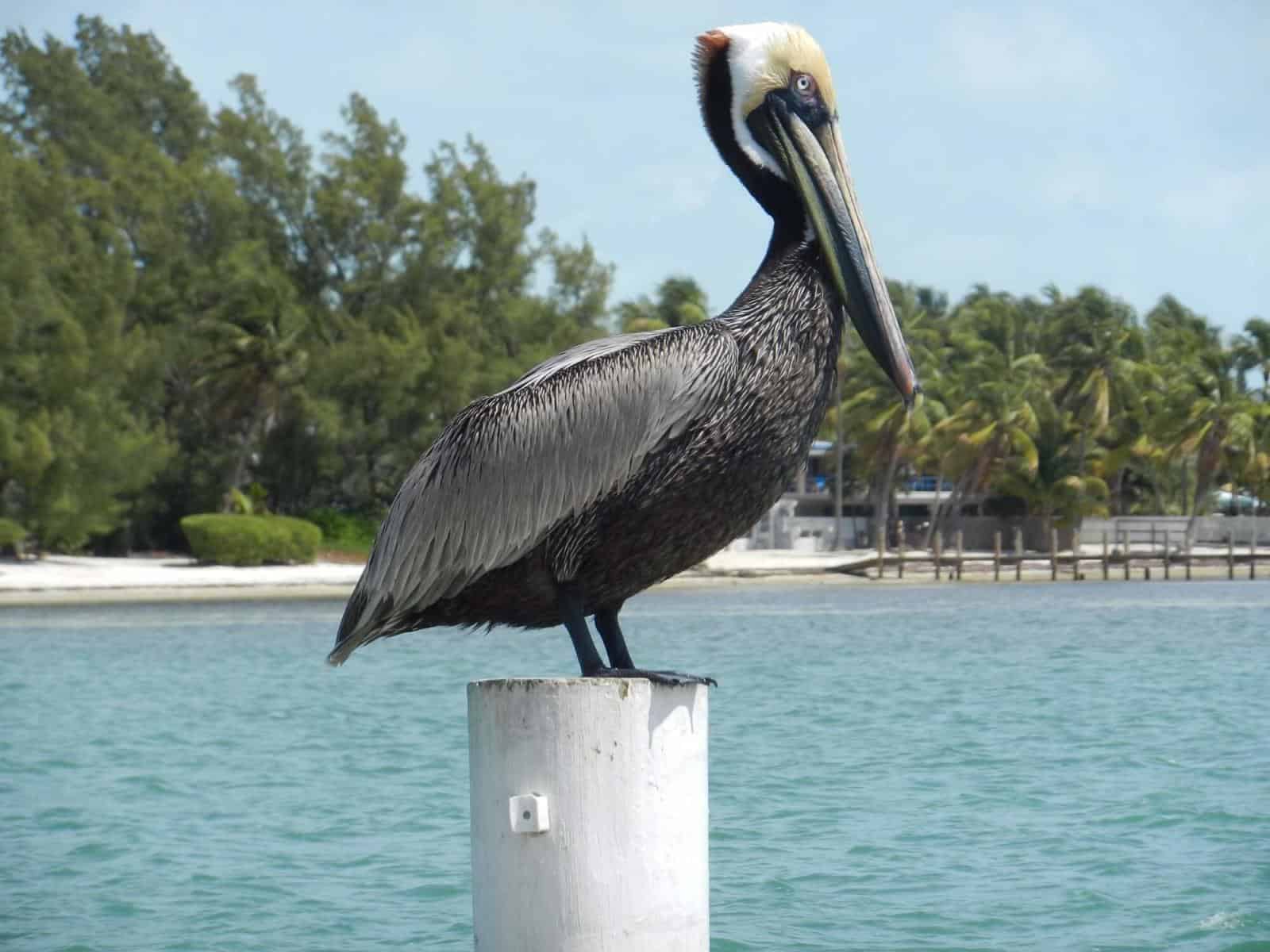 Pelican at Florida Babymoon -Florida Keys BAbymoon - Best Winter Babymoon Destinations