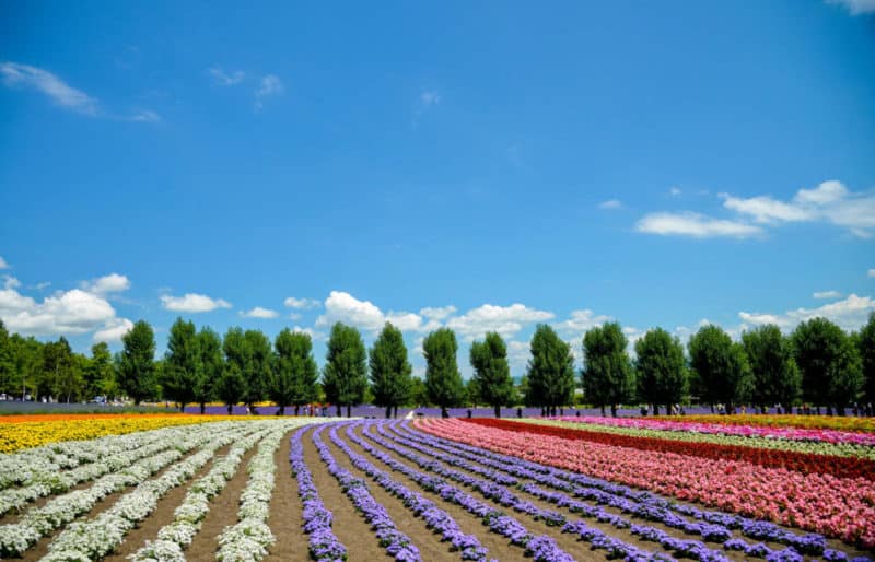 What is the Best Time to Visit Hokkaido? Wandermust Family