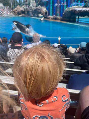 Visiting Seaworld San Diego with toddlers