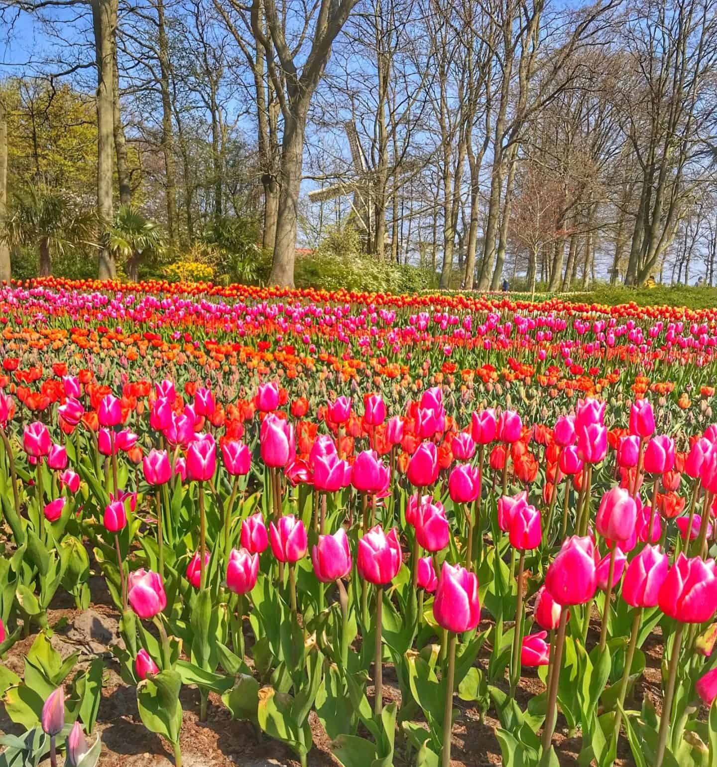 Best Time to Visit Keukenhof Gardens 2023 Wandermust Family