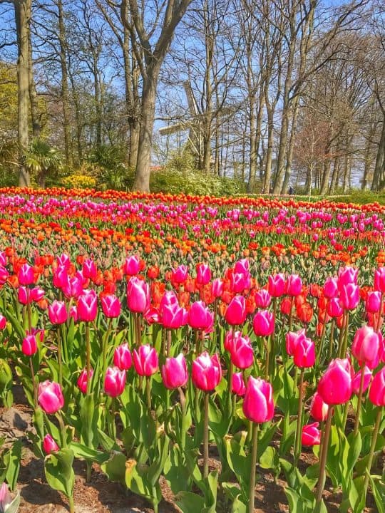 tulip field - Best Time to Visit Keukenhof Gardens