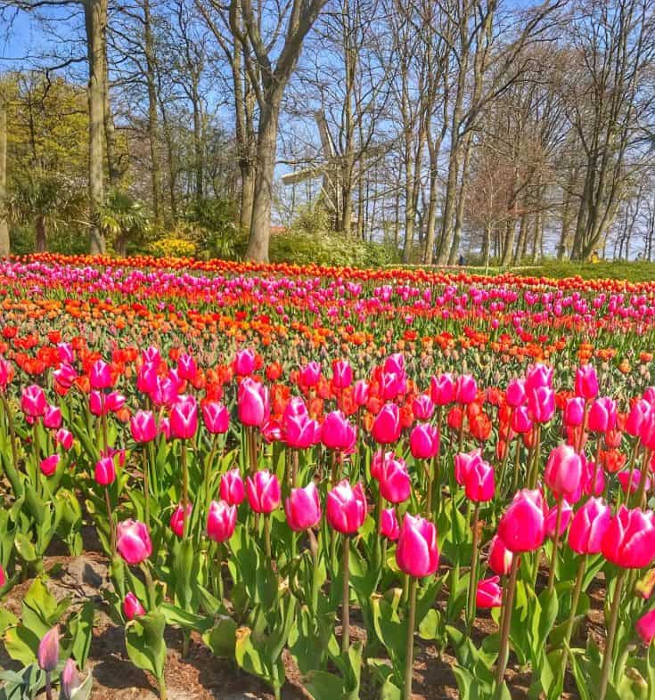 Best Time to Visit Keukenhof Gardens 2023 Wandermust Family