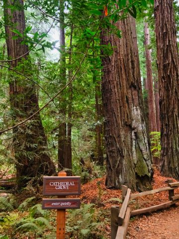 View of Cathedral Grove Muir Woods - Is Muir woods worth visiting?