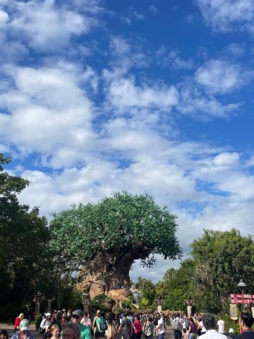 Tree of Life - Disney Animal Kingdom Instagram Captions and Quotes