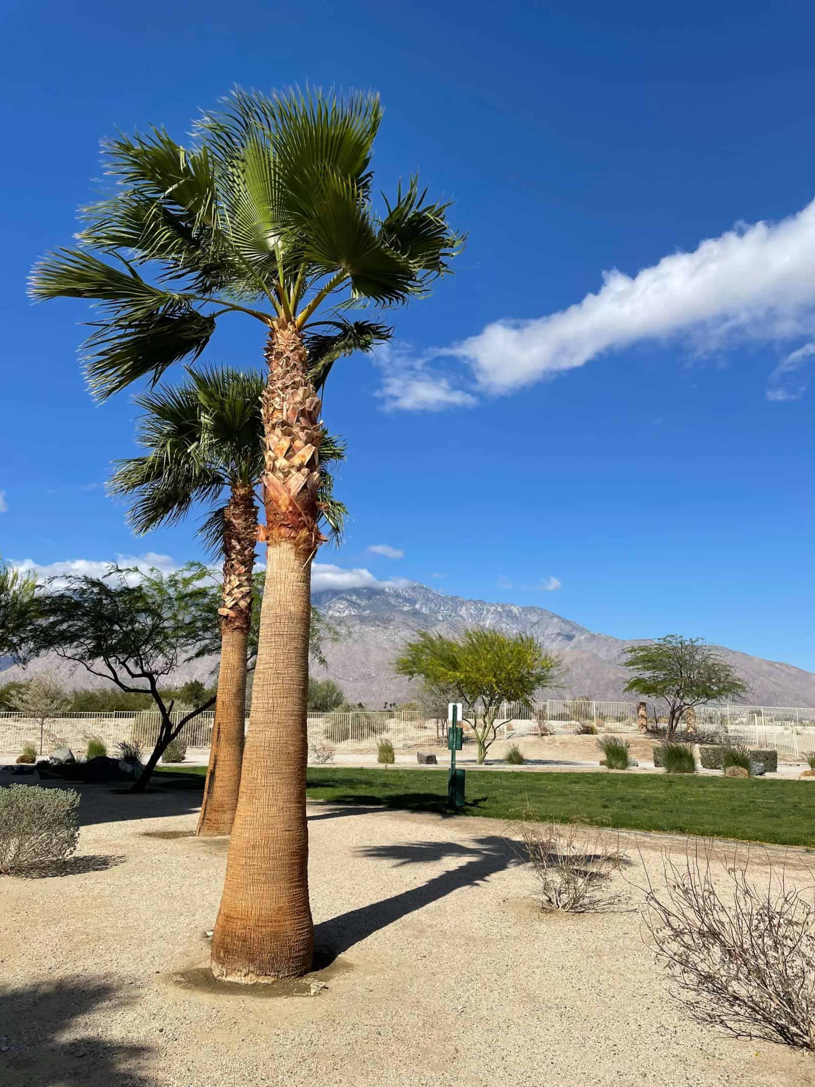 Palm Springs desert scene - Where to Stay In Palm Spring with toddlers 