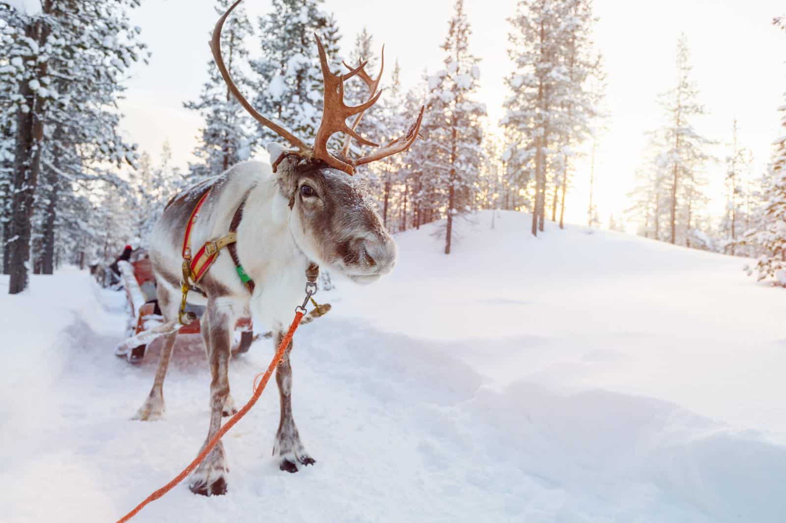 reindeer in snow - Visiting lapland in December