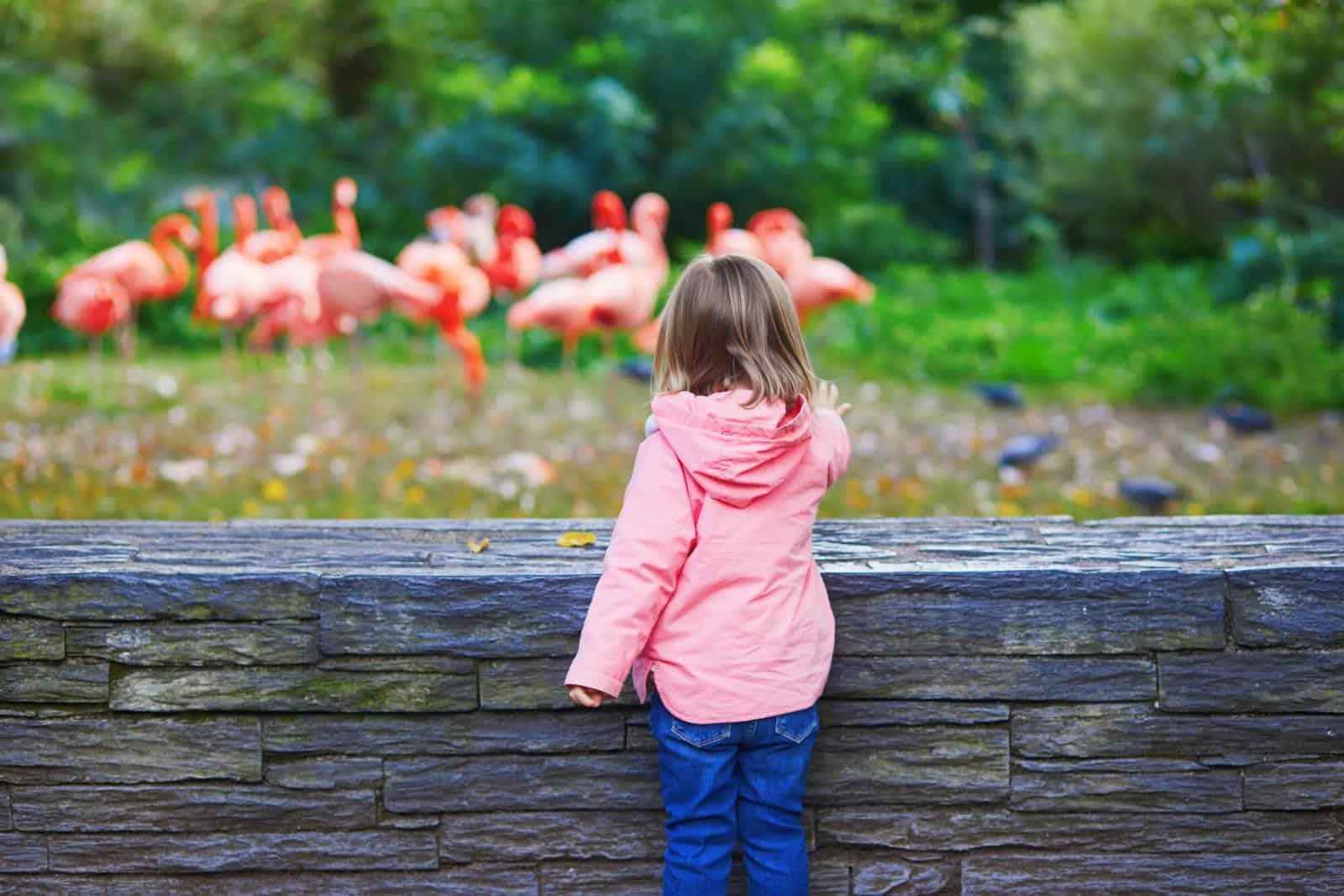 Flamingo at PAris Zoo with toddlers