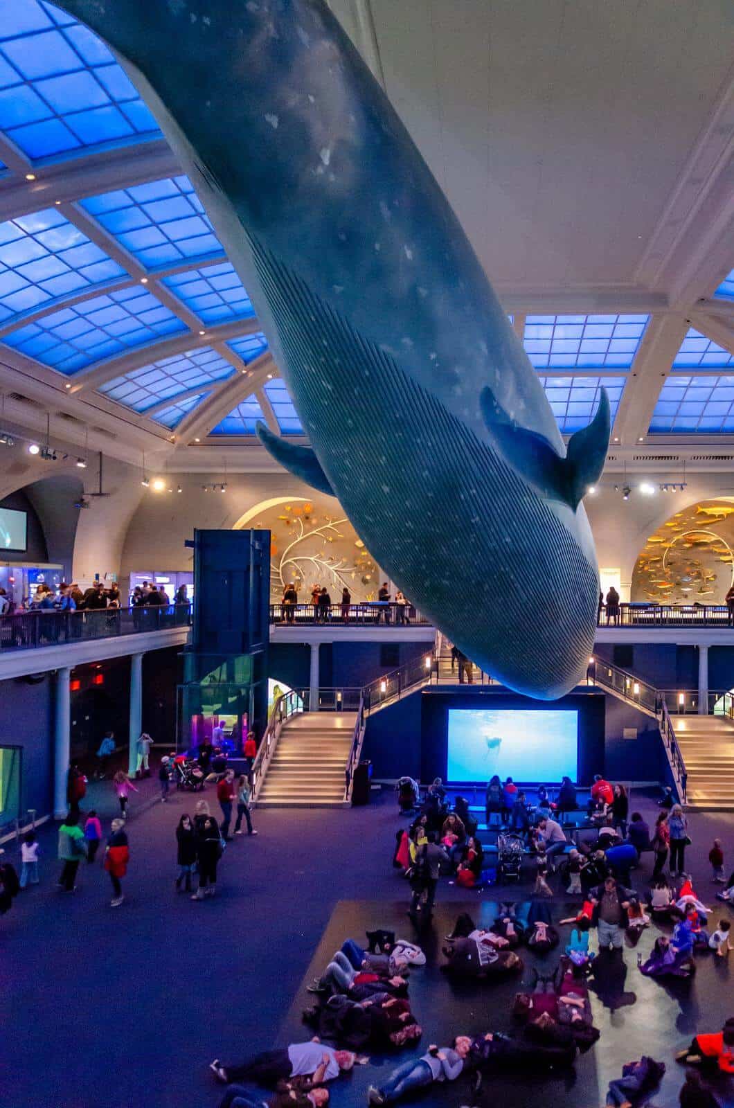 Blue Whale at Natural History Museum