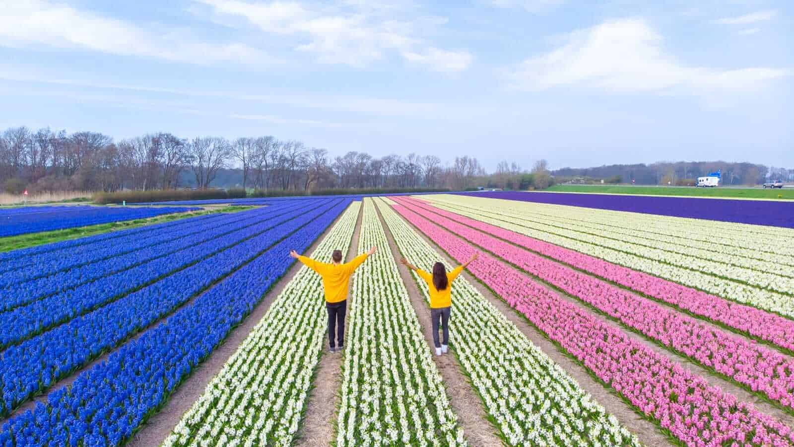 Couple in Yellow tops in a tulip field in Amsterdam in April